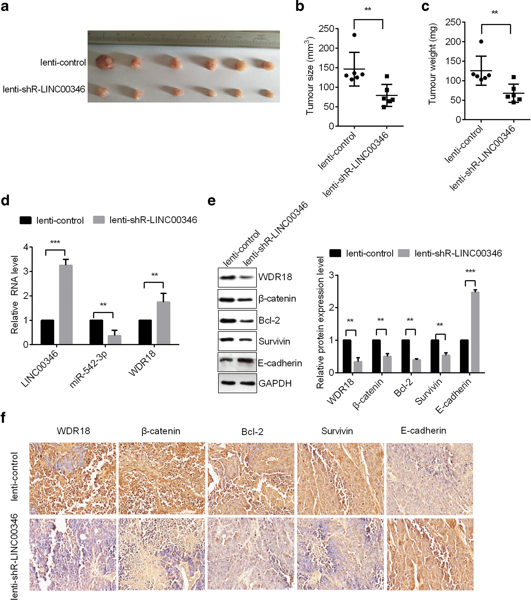 Figure 8 A Positive Feedback Loop Involving The Linc B Catenin Myc Axis Promotes Hepatocellular Carcinoma Development Springerlink