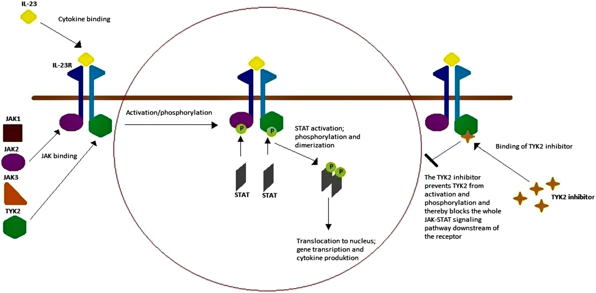 Figure 1 Systemic Treatment Of Psoriasis With Jak Inhibitors A Review Springerlink Figure 1 Systemic Treatment Of Psoriasis With Jak Inhibitors A Review Springerlink