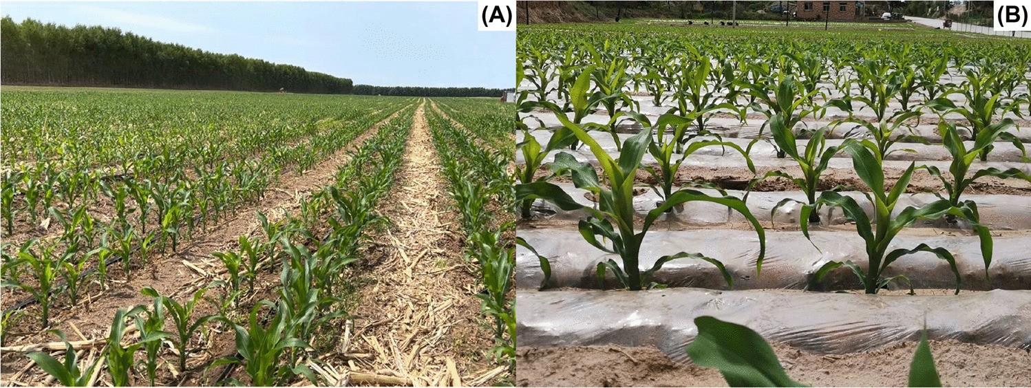 A viable green solution for enhanced maize benefits and redu…