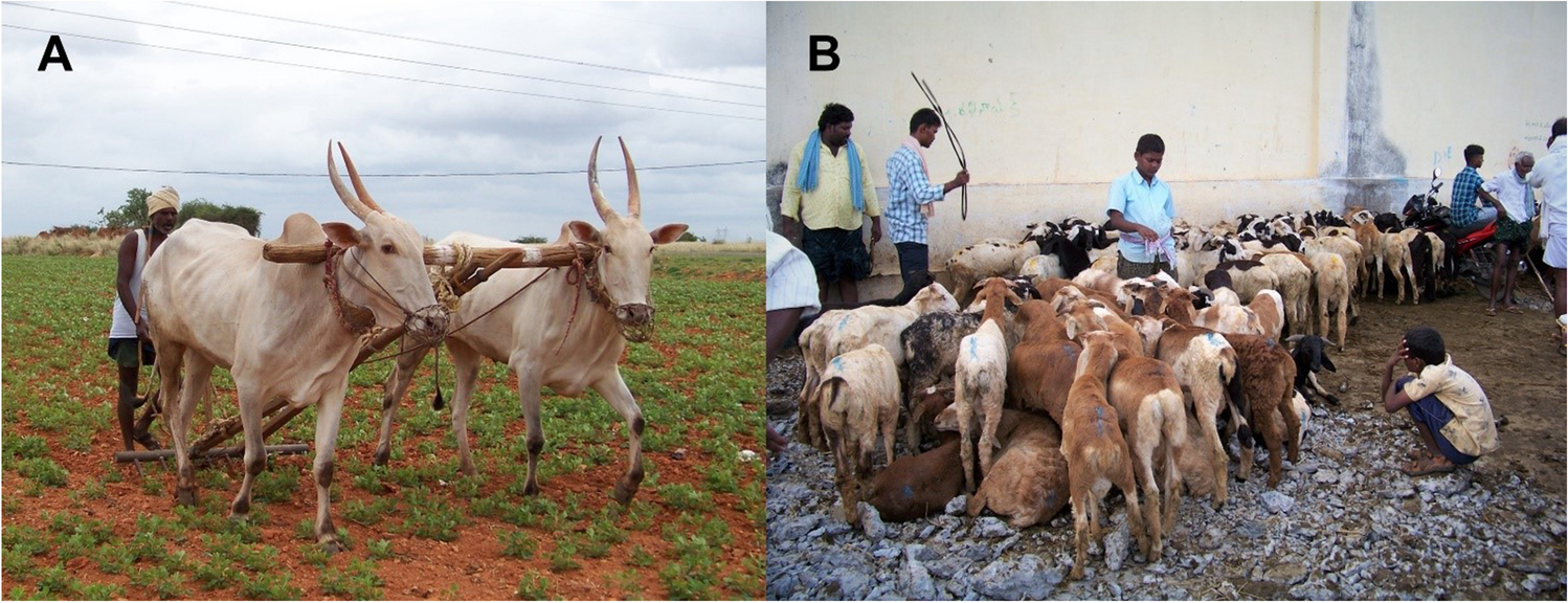 Examples of livestock functions in the study area today: weeding and hoeing a groundnut field using draft power (A) and selling sheep for meat purposes at Anantapur livestock market (B) Photocredit: C. Hemingway