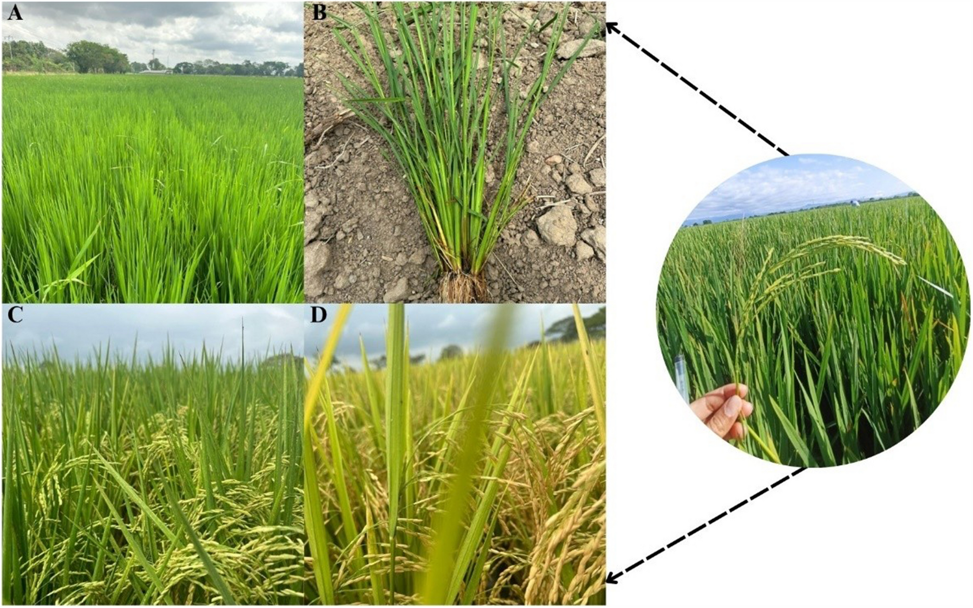 Field visits for monitoring and data collection in irrigated rice farms in Venezuela under the Pilot Project ST 52 of the United Nations Industrial Development Organization (UNIDO). A, B Crop and plants during the vegetative phase. C, D Crop and plants during the reproductive phase. Photos credits: Tarmar Lopez.