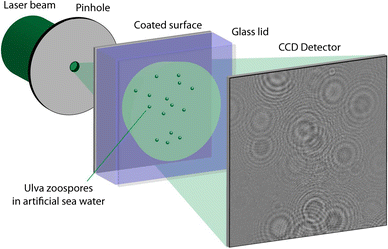 Fig. 1