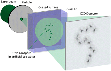 Fig. 3