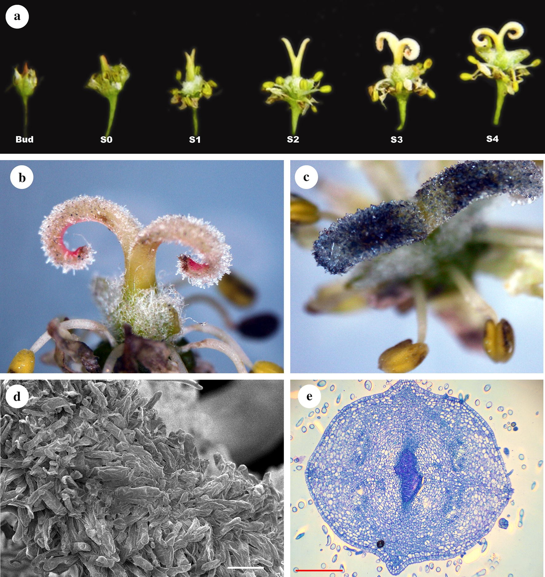 Figure 1 Pollination Biology And Breeding System Of Maple Species Acer Oblongum Wall Ex Dc Sapindaceae Showing Mixed Syndromes Of Wind And Insect Pollination Springerlink