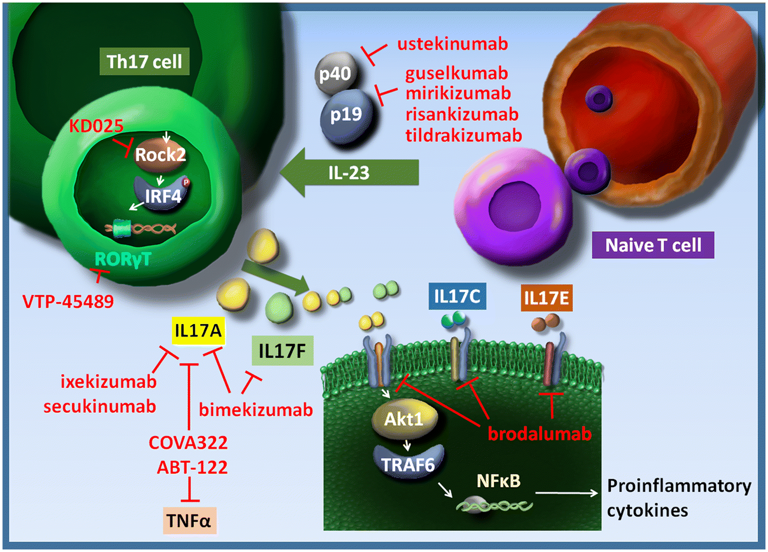 Figure 1 Targeting The Il 23 Il 17 Pathway In Psoriasis The Search For The Good The Bad And The Ugly Springerlink