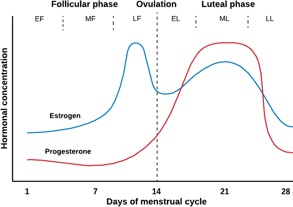 Figure 1 Resistance Training And Skeletal Muscle Protein Metabolism In Eumenorrheic Females Implications For Researchers And Practitioners Springerlink springerlink