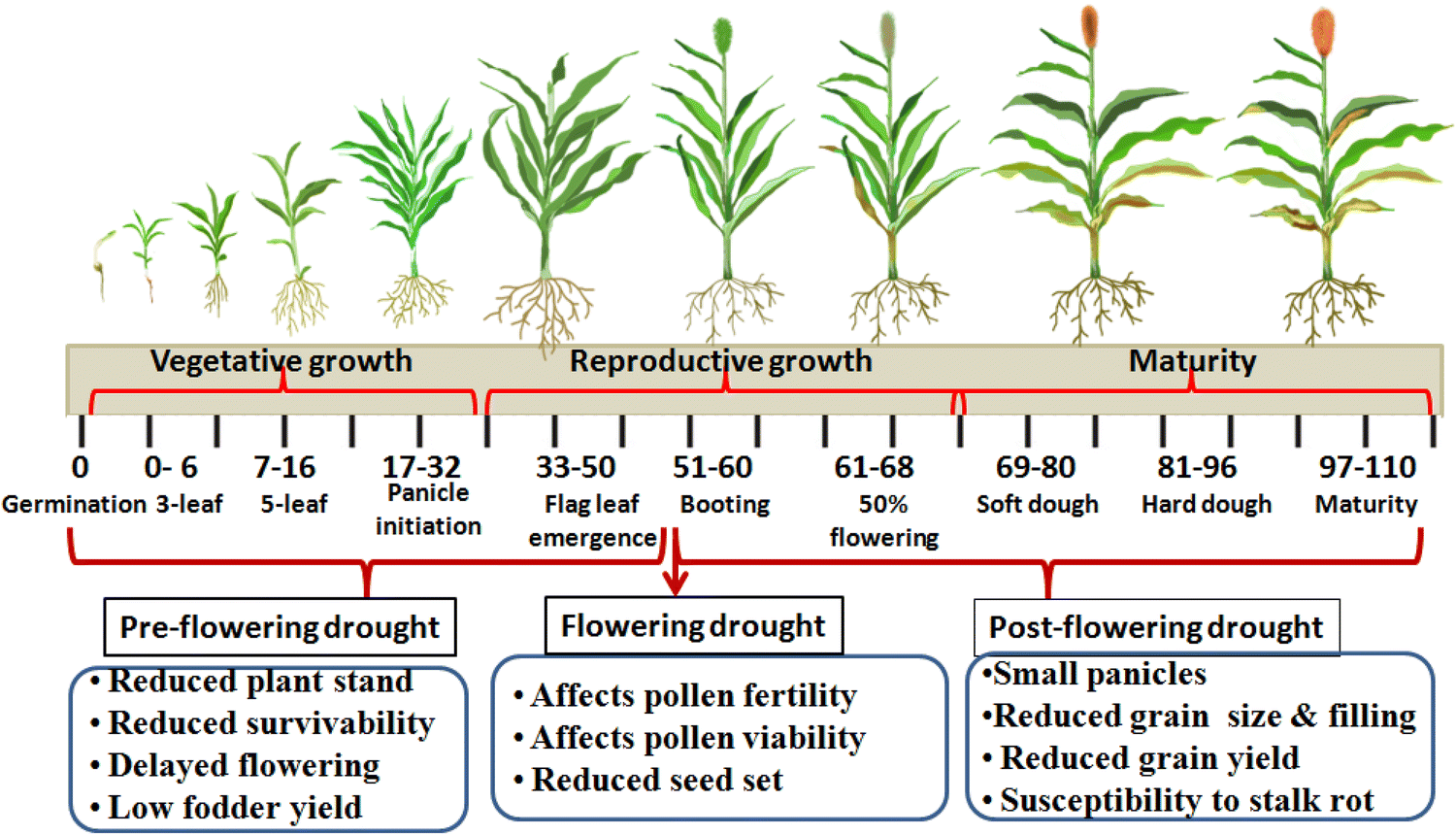 Sorghum Plant Complete Growing Guide for High Yields