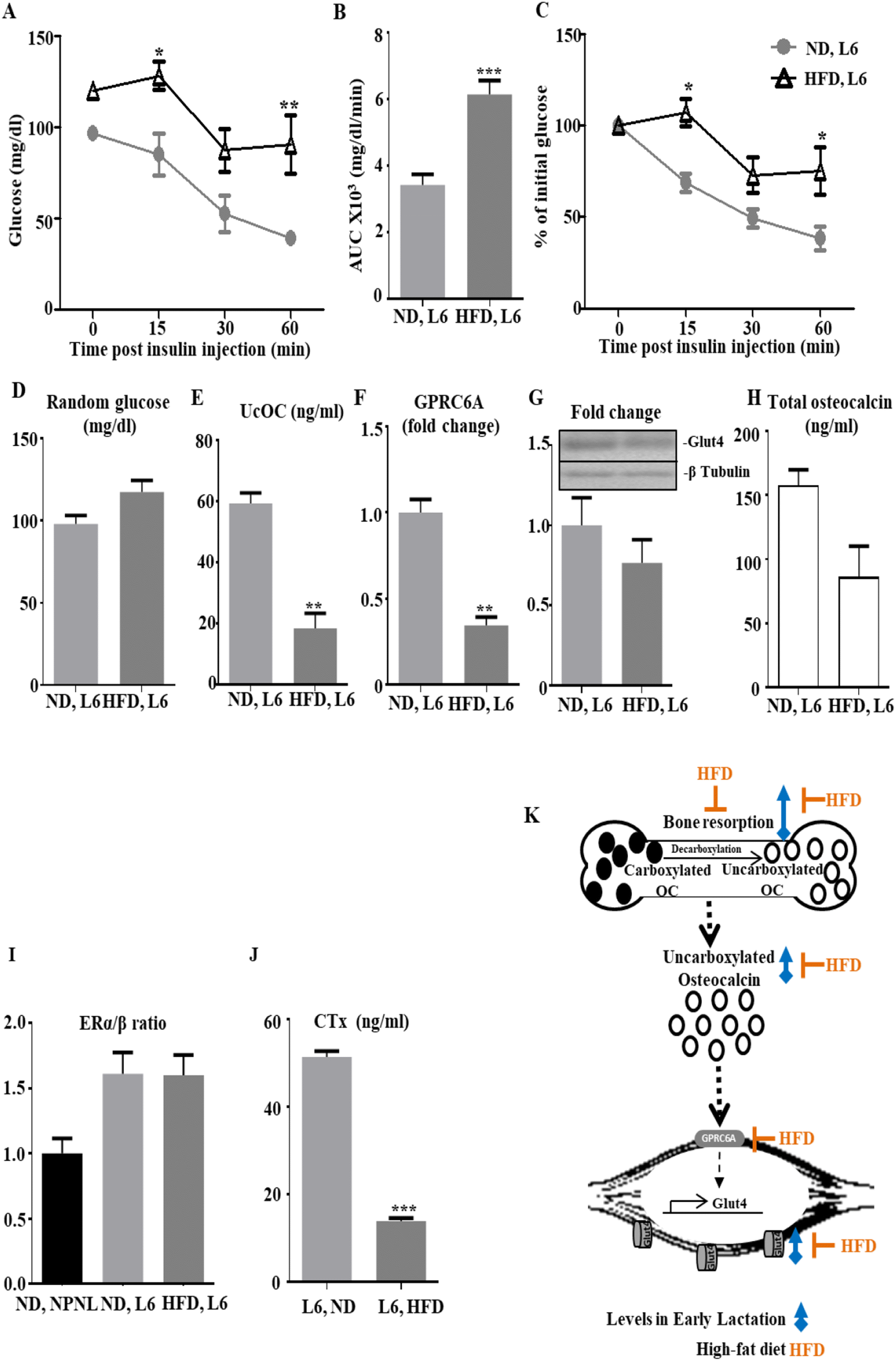 Figure 6 Under Carboxylated Osteocalcin Regulates Glucose And Lipid Metabolism During Pregnancy And Lactation In Rats Springerlink