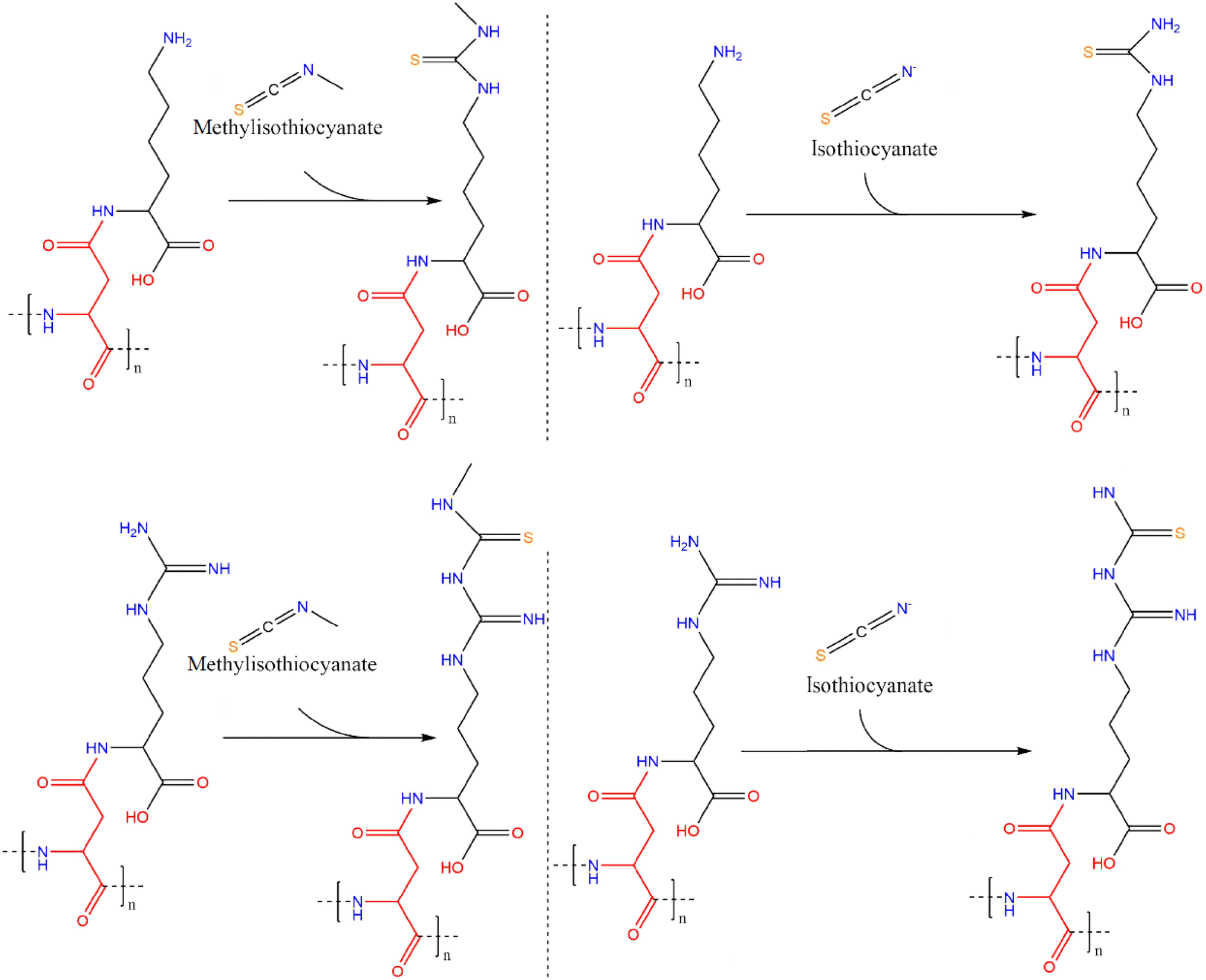 Figure 2 In Vitro Modification Of Bacterial Cyanophycin And Cyanophycin Dipeptides Using Chemical Agents Towards Novel Variants Of The Biopolymer Springerlink