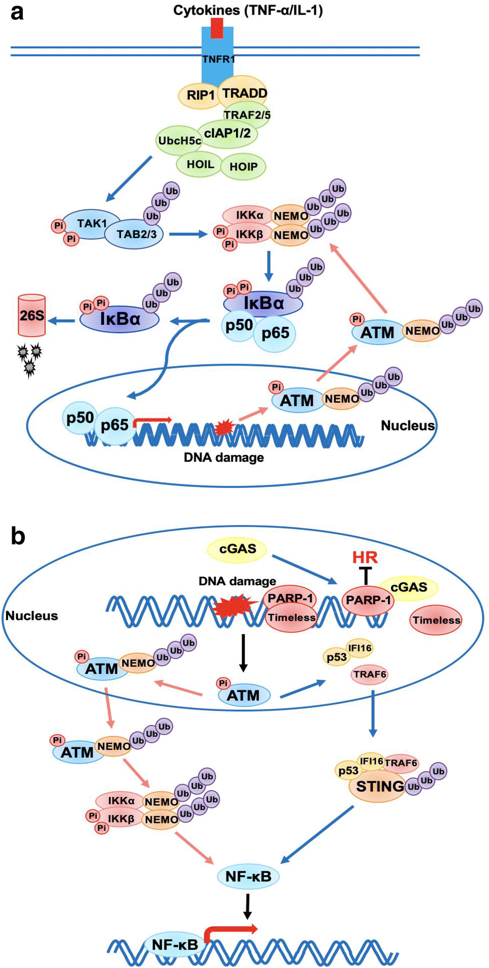 Figure 5 | Crosstalk between signaling pathways and DNA damage response |  SpringerLink