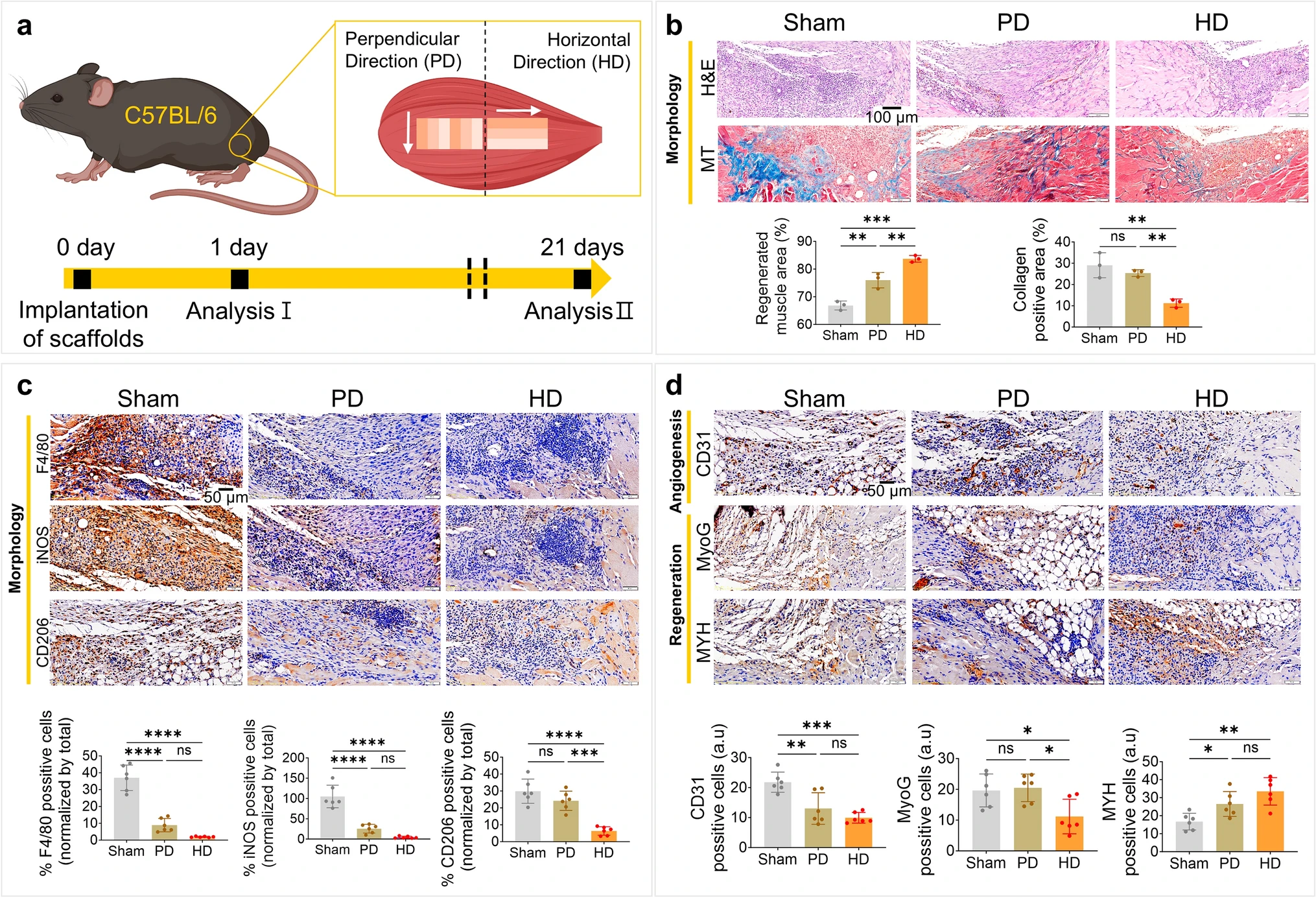 In vivo scaffold performance