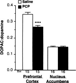 Subchronic Phencyclidine Administration Increases Mesolimbic 