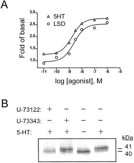 Agonist Directed Signaling Of Serotonin 5 Ht2c Receptors Differences Between Serotonin And Lysergic Acid Diethylamide Lsd Neuropsychopharmacology Agonist Directed Signaling Of Serotonin 5 Ht2c Receptors Differences Between Serotonin And Lysergic Acid Diethylamide Lsd Neuropsychopharmacology