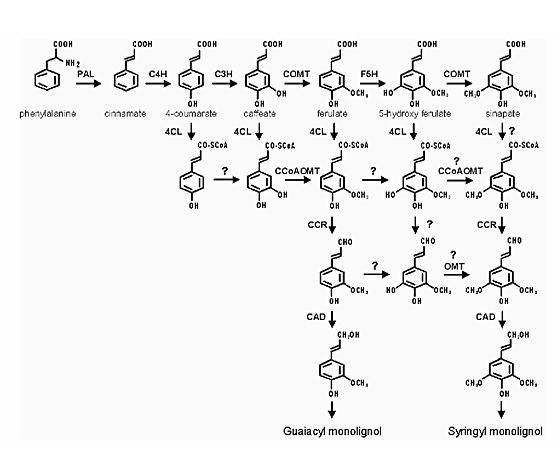 lignin and cellulose