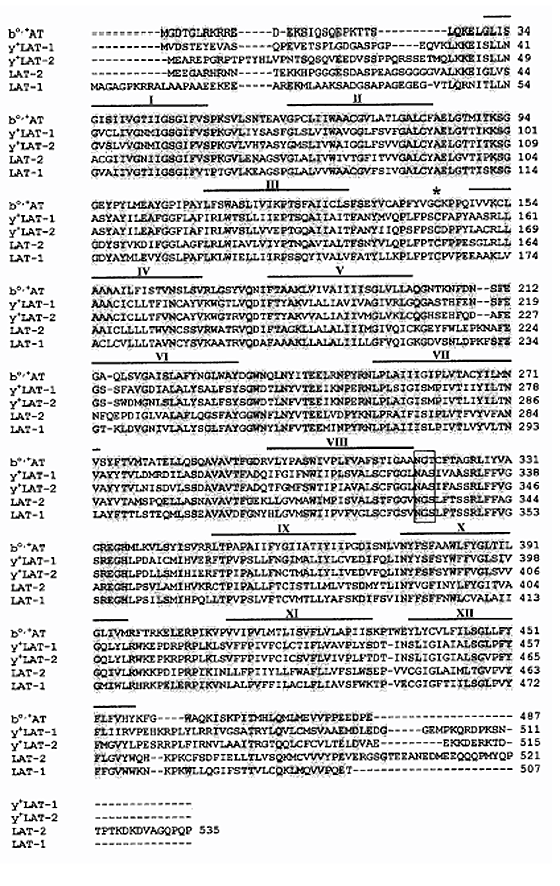 Non Type I Cystinuria Caused By Mutations In Slc7a9 Encoding A Subunit Bo At Of Rbat Nature Genetics