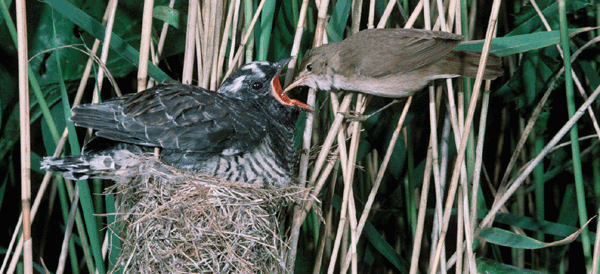 Driving parents cuckoo | Nature