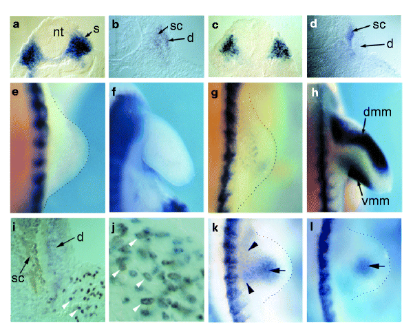 mox2 is a component of the genetic hierarchy controlling limb muscle development nature
