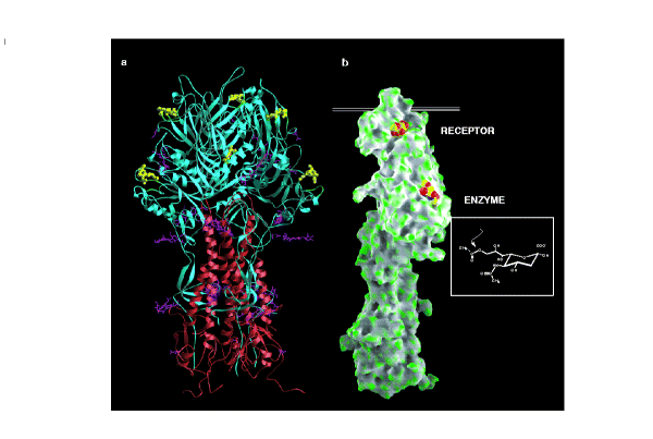 Molecular structure of haemagglutinin stalk with D46N mutation