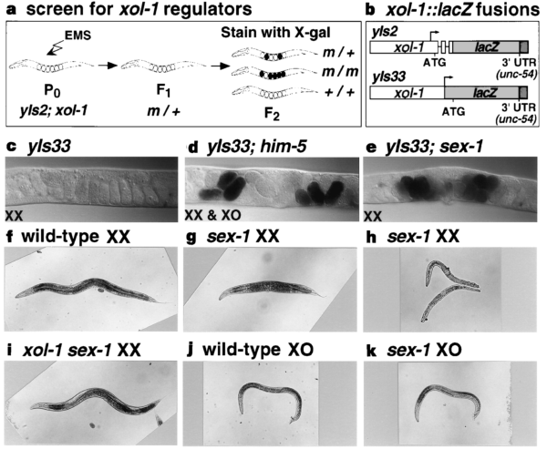 The Nuclear Hormone Receptor Sex 1 Is An X Chromosome Signal That Determines Nematode Sex Nature