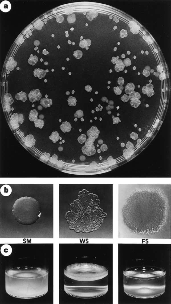 Adaptive radiation in a heterogeneous environment | Nature Adaptive radiation in a heterogeneous environment | Nature