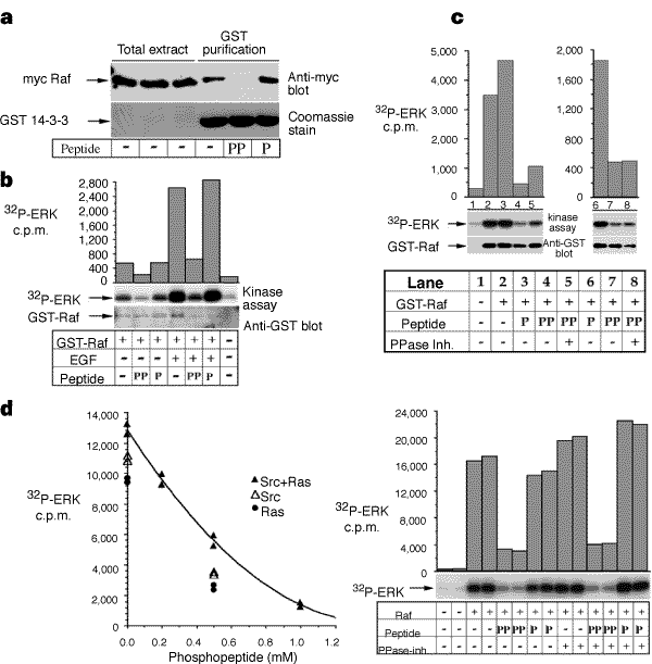 A Dimeric 14 3 3 Protein Is An Essential Cofactor For Raf