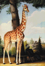 Bouffi à la girafe | Nature