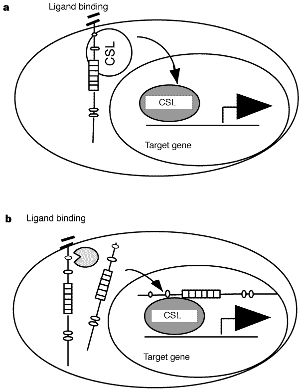 Notch-1 signalling requires ligand-induced proteolytic release of 