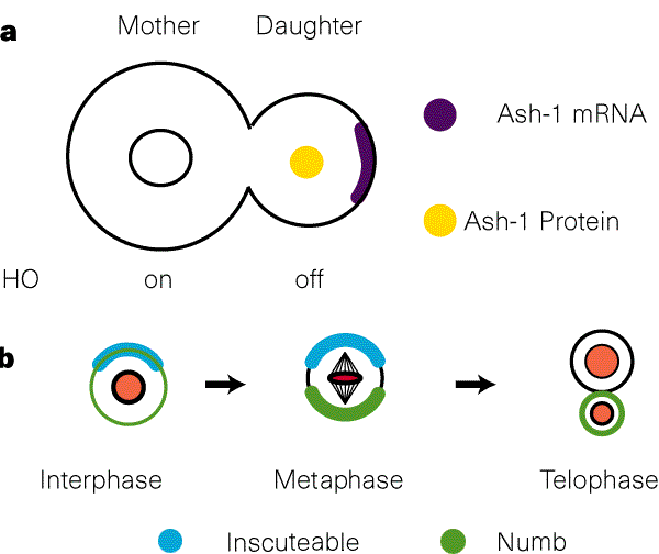 Asymmetric cell division | Nature
