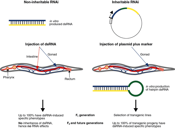 Rna Interference: Genetic Wand And Genetic Watchdog | Nature Cell Biology Rna Interference: Genetic Wand And Genetic Watchdog | Nature Cell Biology