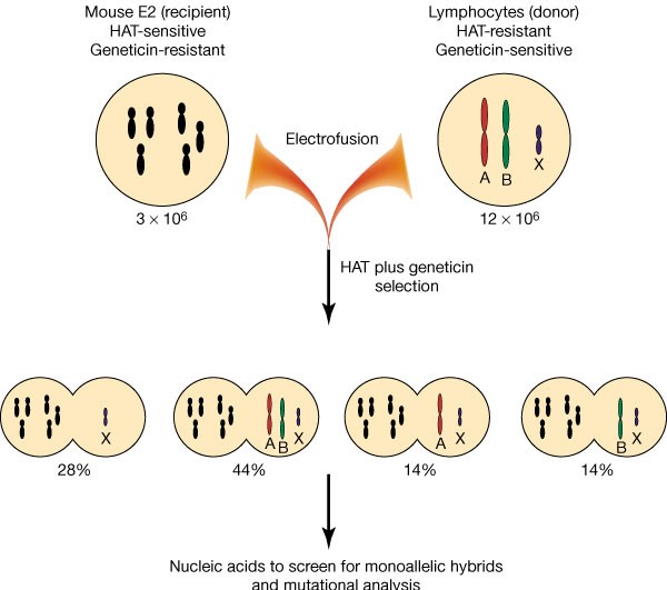 Diploidy  