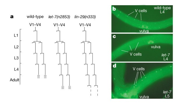 The 21 Nucleotide Let 7 Rna Regulates Developmental Timing In Caenorhabditis Elegans Nature