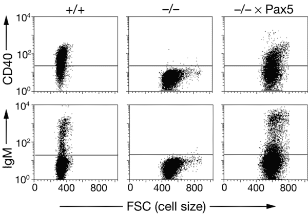 Commitment To The B Lymphoid Lineage Depends On The Transcription Factor Pax5 Nature