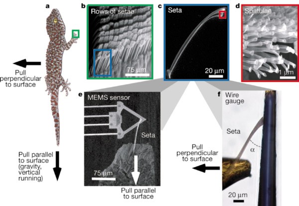 Adhesive force of a single gecko foot-hair | Nature
