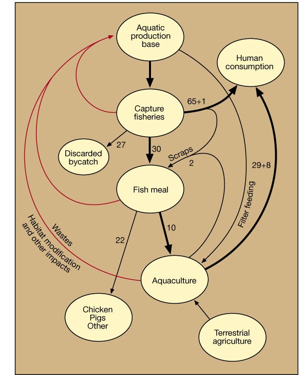 Effect of aquaculture fish supplies | Nature