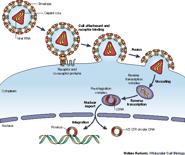 hiv virus structure animation