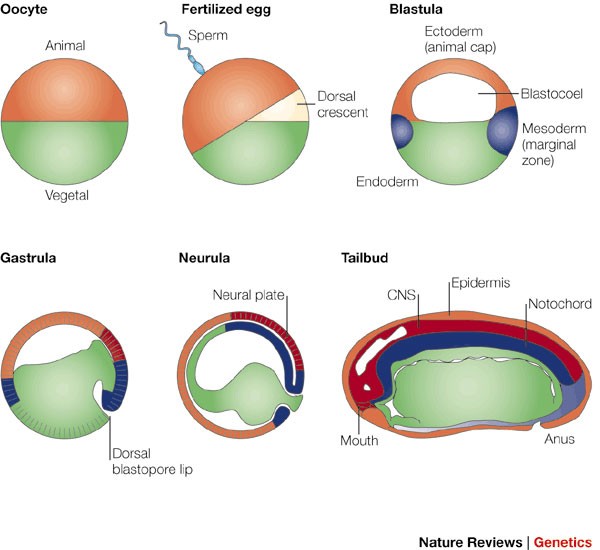 The establishment of spemann's organizer and patterning of the vertebrate  embryo | Nature Reviews Genetics
