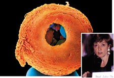 European panel rejects creation of human embryos for research