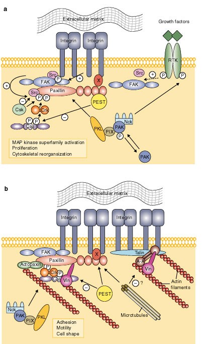 bpc-157 fak paxillin Paxillin and focal adhesion signalling