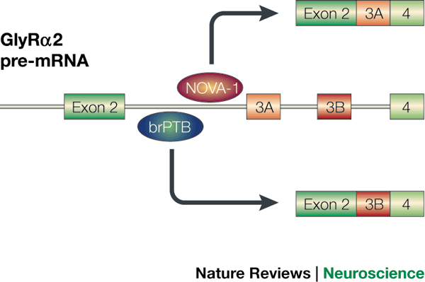 The splice of life: Alternative splicing and neurological disease | Nature  Reviews Neuroscience