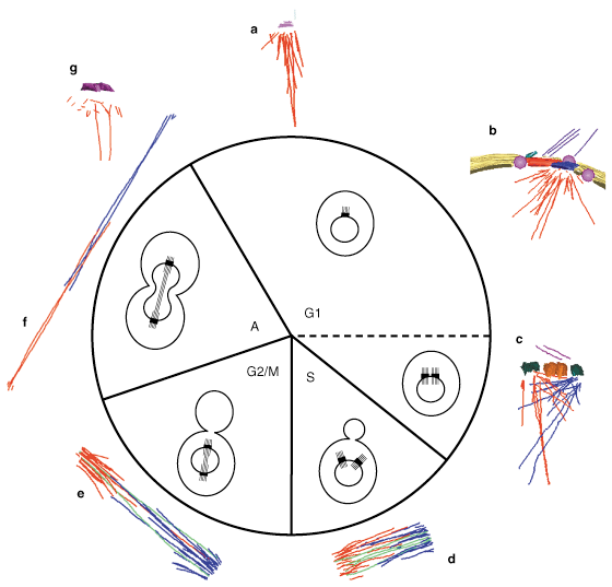 cycle spindle