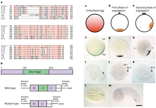 macho-1 encodes a localized mRNA in ascidian eggs that specifies muscle  fate during embryogenesis | Nature