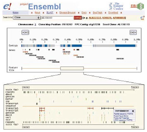 Figure 11: Screen shot from the Genome Browser of Project Ensembl.