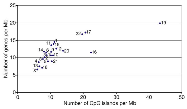 Figure 14: Number of CpG islands per Mb for each chromosome, plotted against the number of genes per Mb (the number of genes was taken from GeneMap98 (ref.100)). 