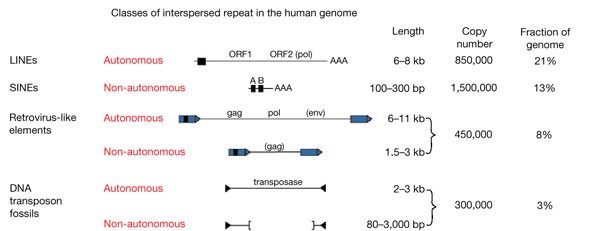 Figure 17: Almost all transposable elements in mammals fall into one of four classes.