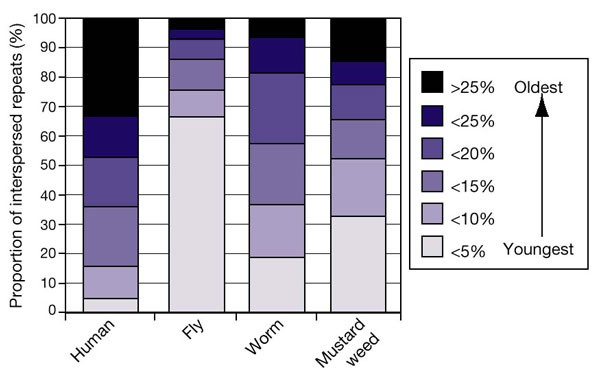 Figure 20: Comparison of the age of interspersed repeats in eukaryotic genomes.