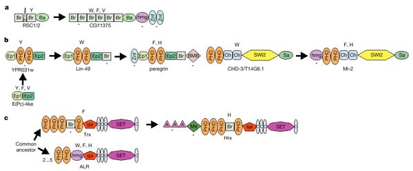 Figure 42: Examples of domain accretion in chromatin proteins.