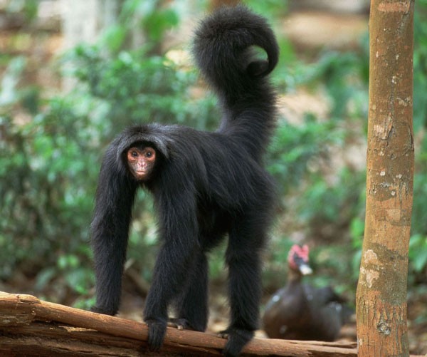 The rising cost of bushmeat | Nature