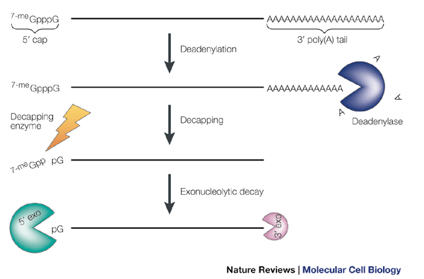 The cap-to-tail guide to mRNA turnover | Nature Reviews Molecular Cell  Biology