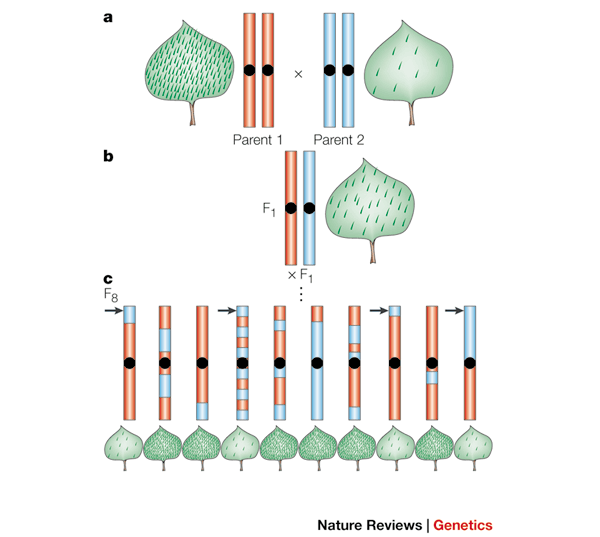 Mapping quantitative trait loci in plants: uses and caveats for  evolutionary biology | Nature Reviews Genetics