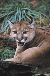 Death by PUMA | Nature Reviews Molecular Cell Biology